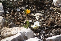 88f67e43-IMG_3938 šafrani.jpg